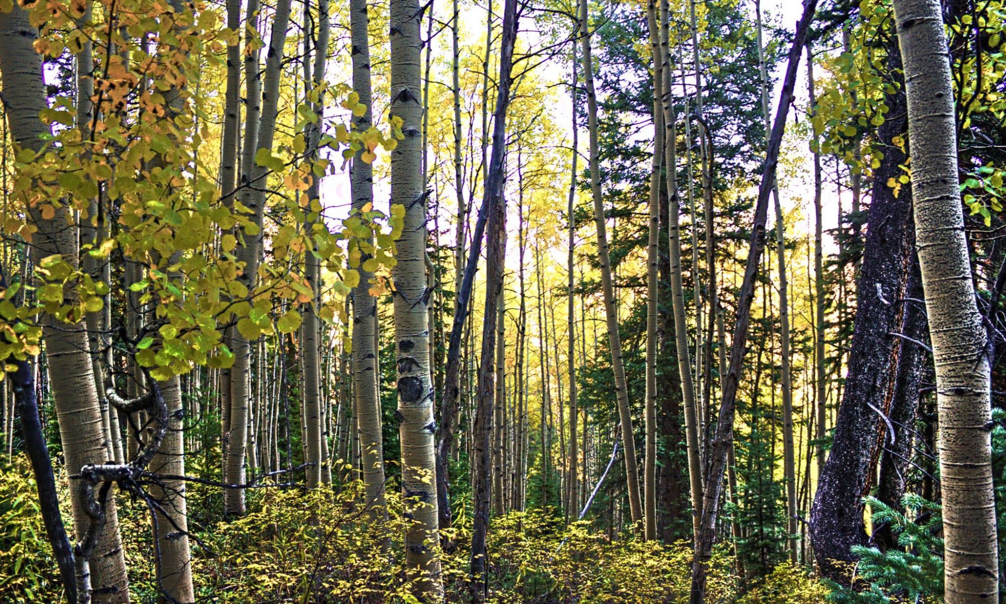 Aspens - Nick Stofa